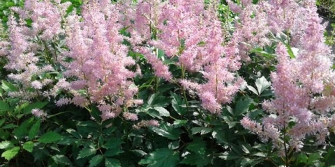 Astilba america: opis, fotografija